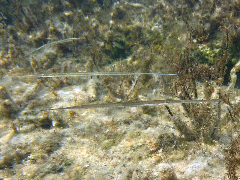Fistularia commersonii (Rppell, 1838) - specie lessepsiana